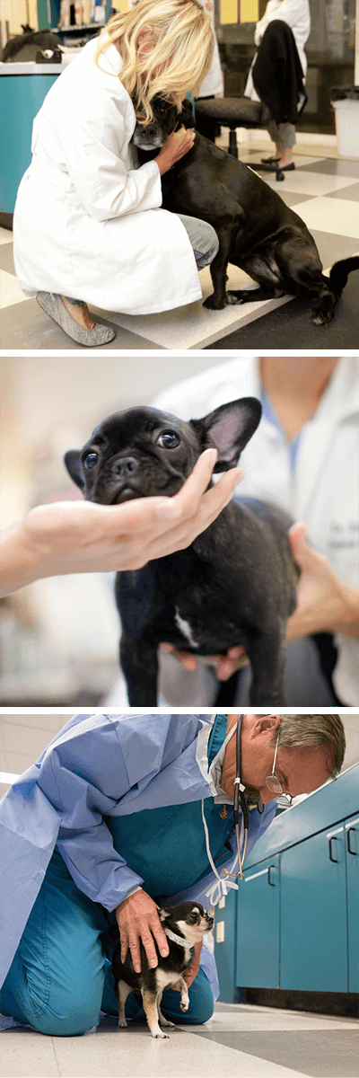 Animal Specialty Group: Photos