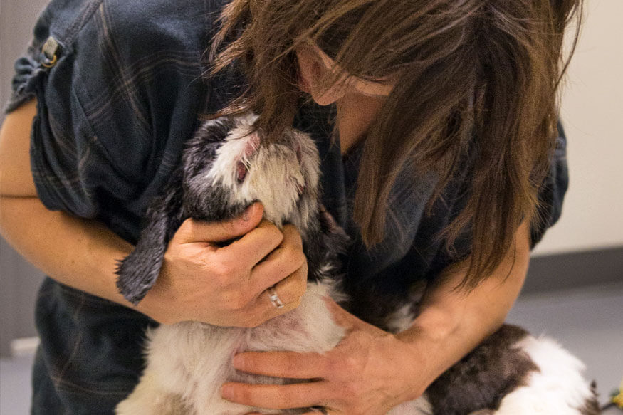 NorCalVet: Compassion