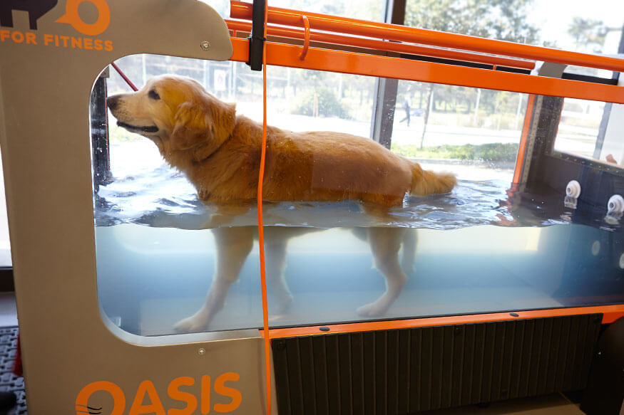 NorCalVet: Treadmill
